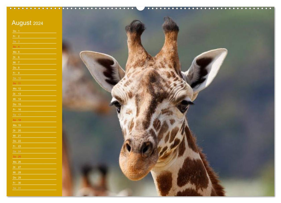 Giraffes / Birthday Calendar (CALVENDO Premium Wall Calendar 2024) 