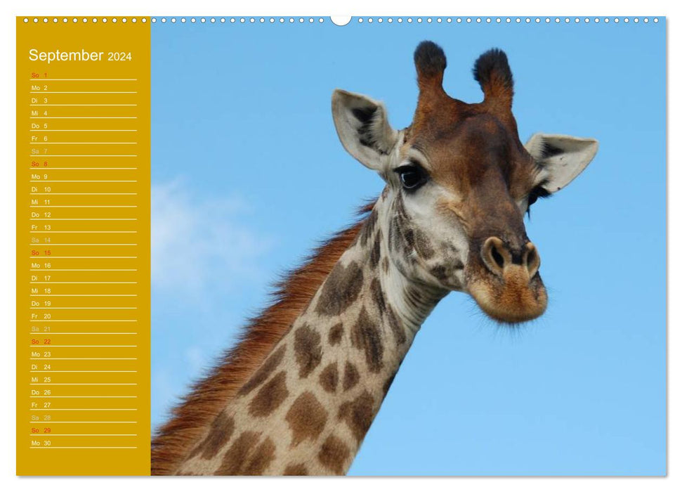 Giraffen / Geburtstagskalender (CALVENDO Premium Wandkalender 2024)