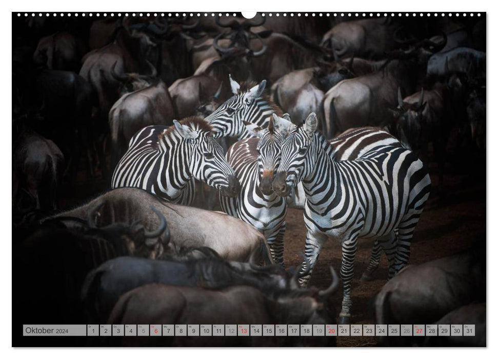 Emotionale Momente: Afrika Wildlife Part 2 / CH-Version (CALVENDO Premium Wandkalender 2024)
