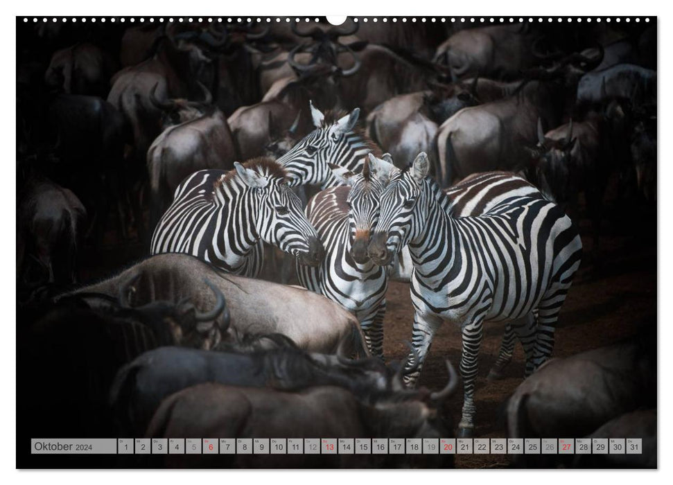 Emotional moments: Africa Wildlife Part 2 / CH version (CALVENDO Premium Wall Calendar 2024) 