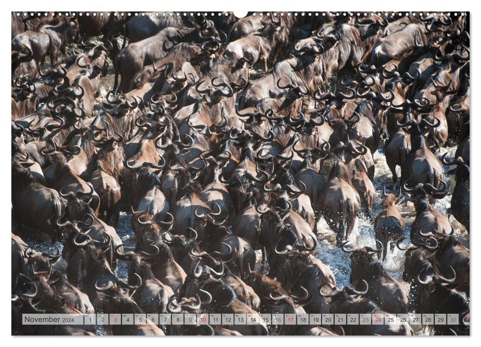 Emotional moments: Africa Wildlife Part 2 / CH version (CALVENDO Premium Wall Calendar 2024) 