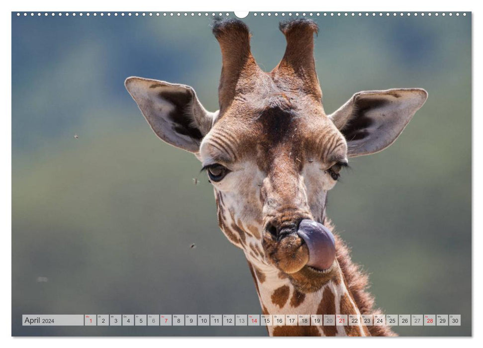 Emotional moments: Africa Wildlife Part 2 / CH version (CALVENDO Premium Wall Calendar 2024) 