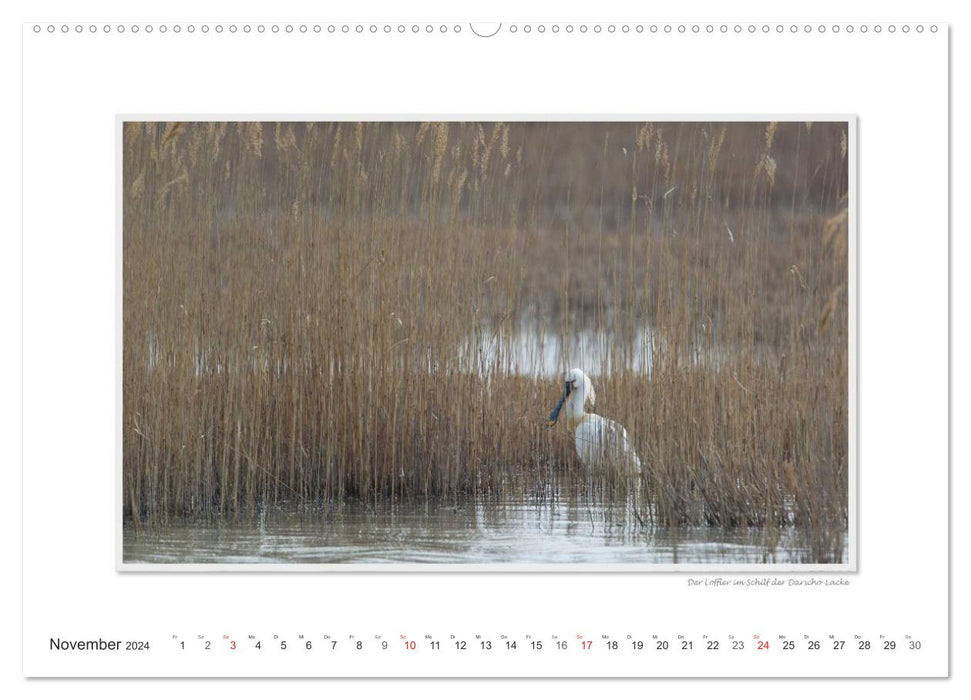 Lake Neusiedl / CH version (CALVENDO Premium Wall Calendar 2024) 
