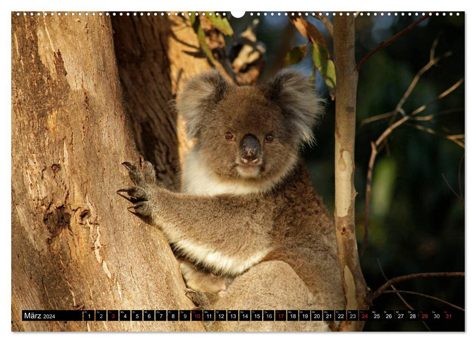 Kangaroo Island (CALVENDO Premium Wall Calendar 2024) 