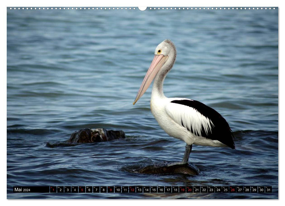 Kangaroo Island (CALVENDO Premium Wandkalender 2024)