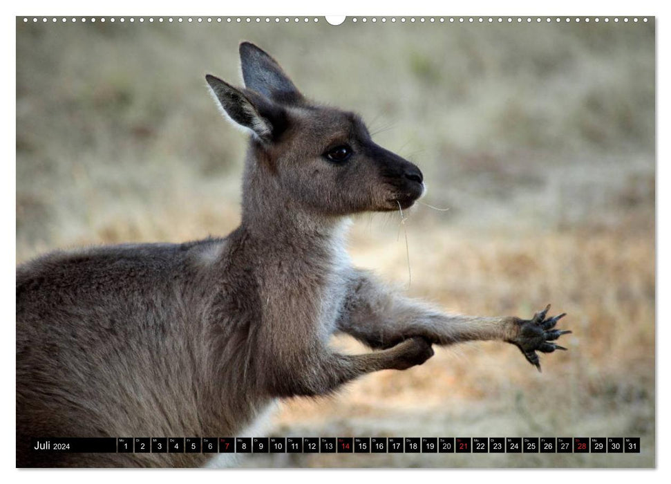 Kangaroo Island (CALVENDO Premium Wandkalender 2024)