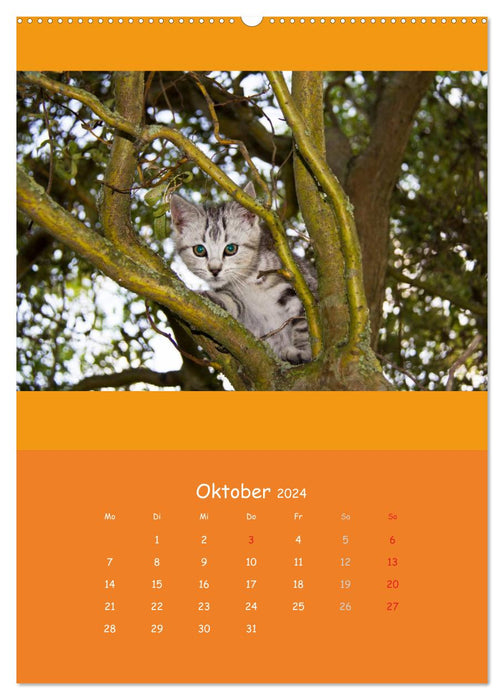 Animal children (CALVENDO Premium wall calendar 2024) 