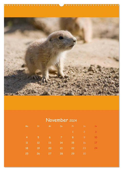 Tierkinder (CALVENDO Premium Wandkalender 2024)