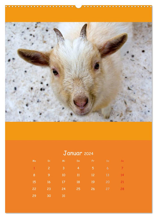 Tierkinder (CALVENDO Premium Wandkalender 2024)