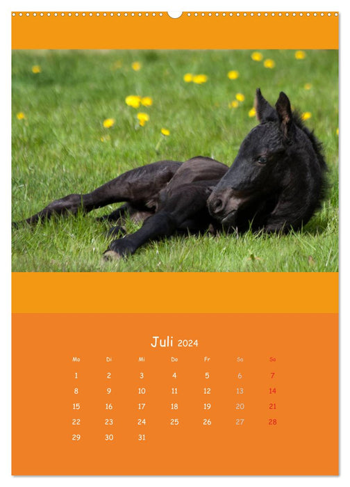 Tierkinder (CALVENDO Premium Wandkalender 2024)