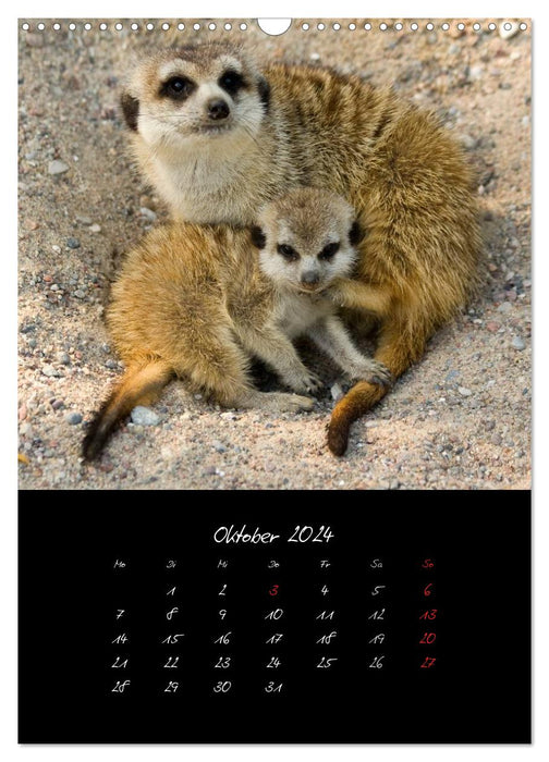Tiere (CALVENDO Wandkalender 2024)