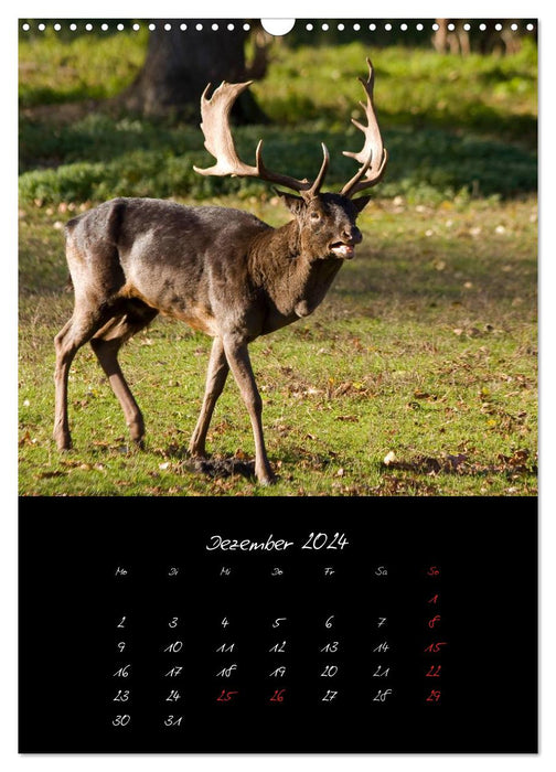 Animals (CALVENDO wall calendar 2024) 