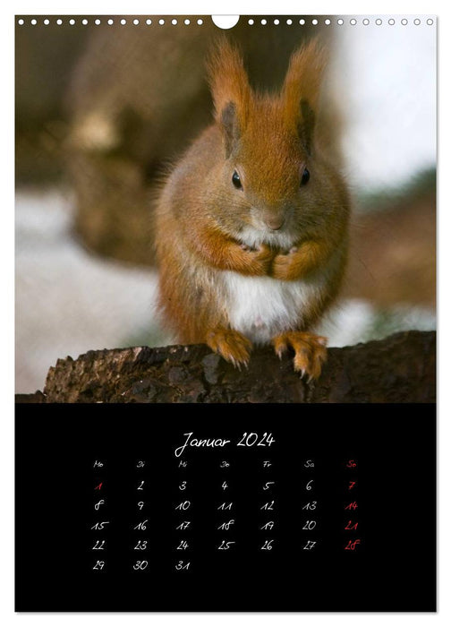 Tiere (CALVENDO Wandkalender 2024)