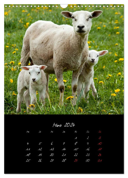 Animals (CALVENDO wall calendar 2024) 