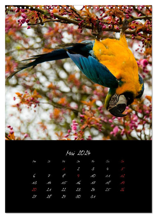 Tiere (CALVENDO Wandkalender 2024)