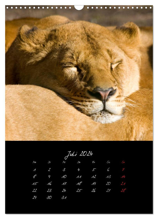 Animaux (Calendrier mural CALVENDO 2024) 