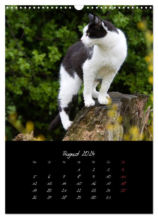 Tiere (CALVENDO Wandkalender 2024)