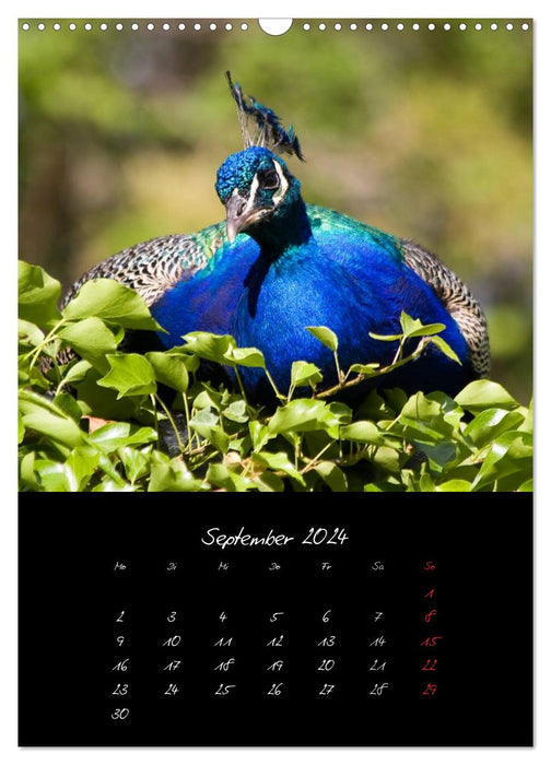 Animals (CALVENDO wall calendar 2024) 