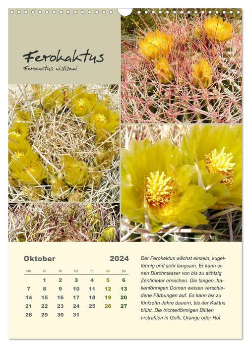 Cactus des États du Sud-Ouest des États-Unis (Calendrier mural CALVENDO 2024) 