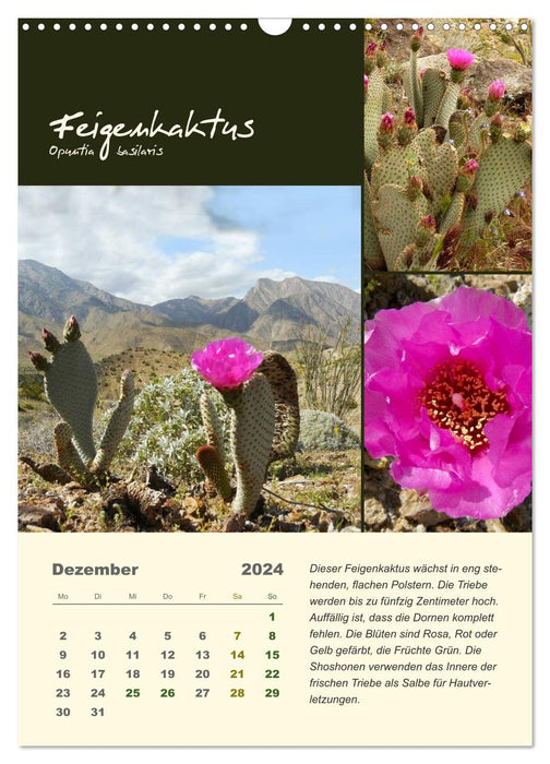 Cacti of the US Southwest States (CALVENDO Wall Calendar 2024) 