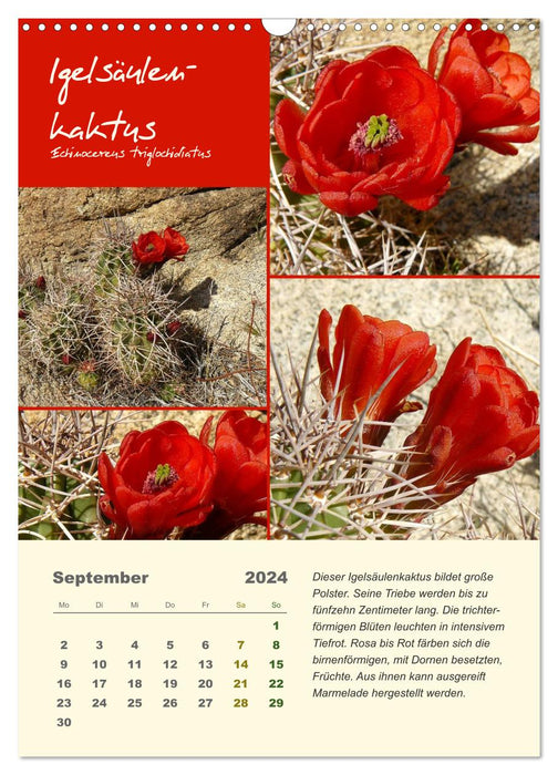 Cacti of the US Southwest States (CALVENDO Wall Calendar 2024) 
