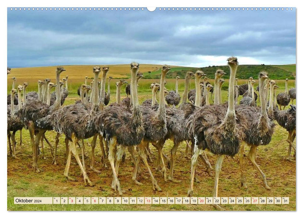 Ostriches. Africa's beautiful ratites (CALVENDO Premium Wall Calendar 2024) 