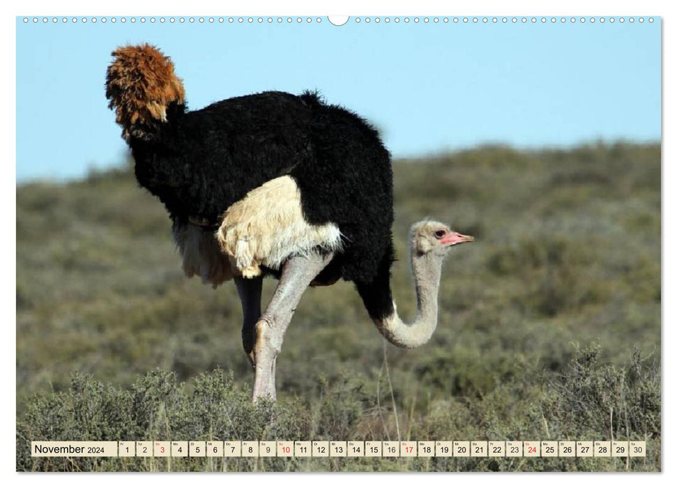 Ostriches. Africa's beautiful ratites (CALVENDO Premium Wall Calendar 2024) 