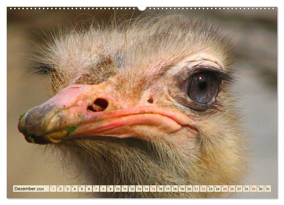 Ostriches. Africa's beautiful ratites (CALVENDO Premium Wall Calendar 2024) 