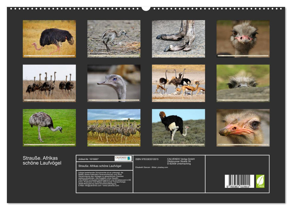 Ostriches. Africa's beautiful ratites (CALVENDO Premium Wall Calendar 2024) 