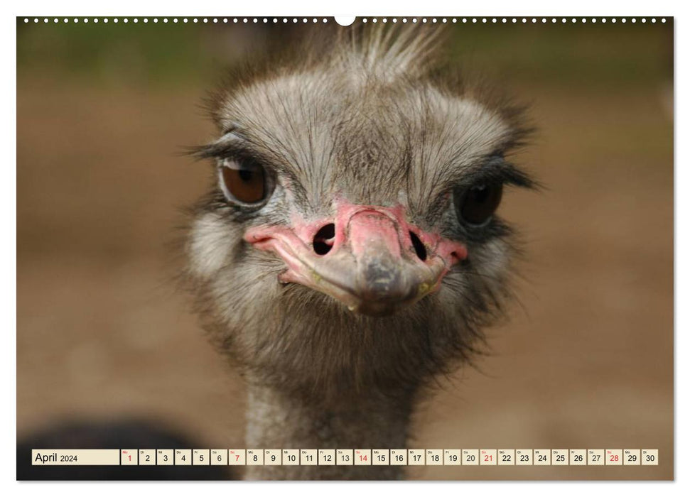 Ostriches. Africa's beautiful ratites (CALVENDO Premium Wall Calendar 2024) 
