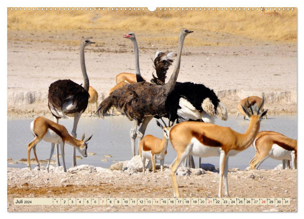 Ostriches. Africa's beautiful ratites (CALVENDO Premium Wall Calendar 2024) 