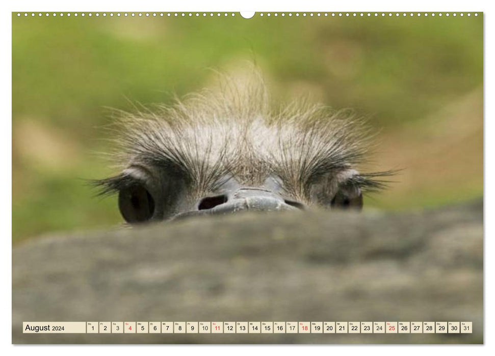 Ostriches. Africa's beautiful ratites (CALVENDO Premium Wall Calendar 2024) 