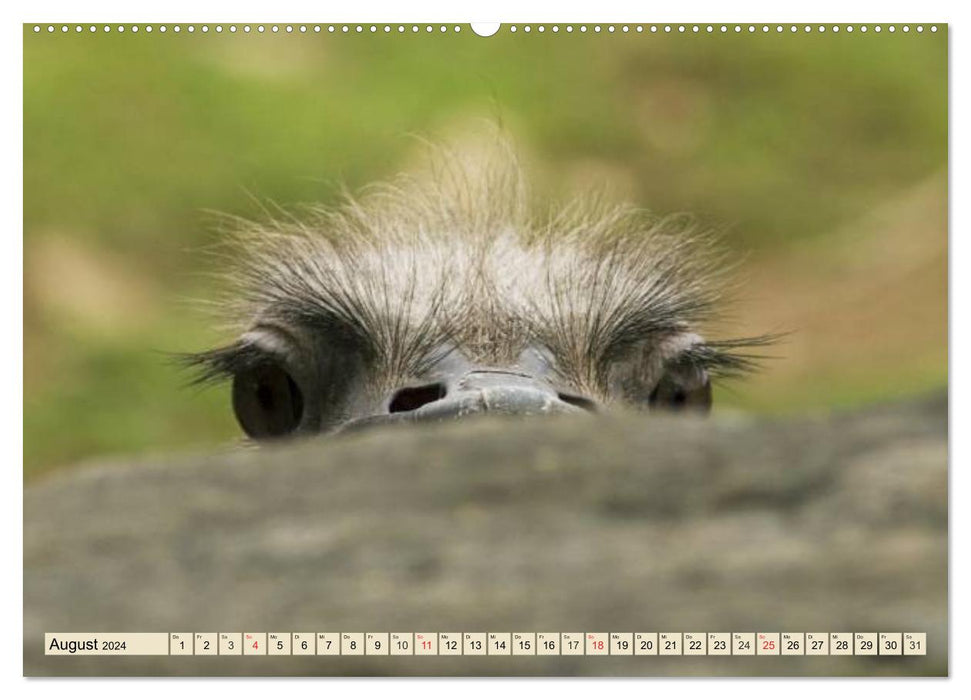 Strauße. Afrikas schöne Laufvögel (CALVENDO Premium Wandkalender 2024)