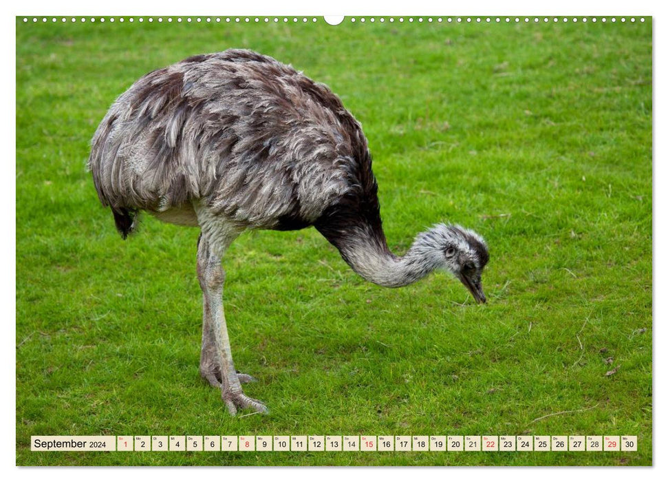 Ostriches. Africa's beautiful ratites (CALVENDO Premium Wall Calendar 2024) 