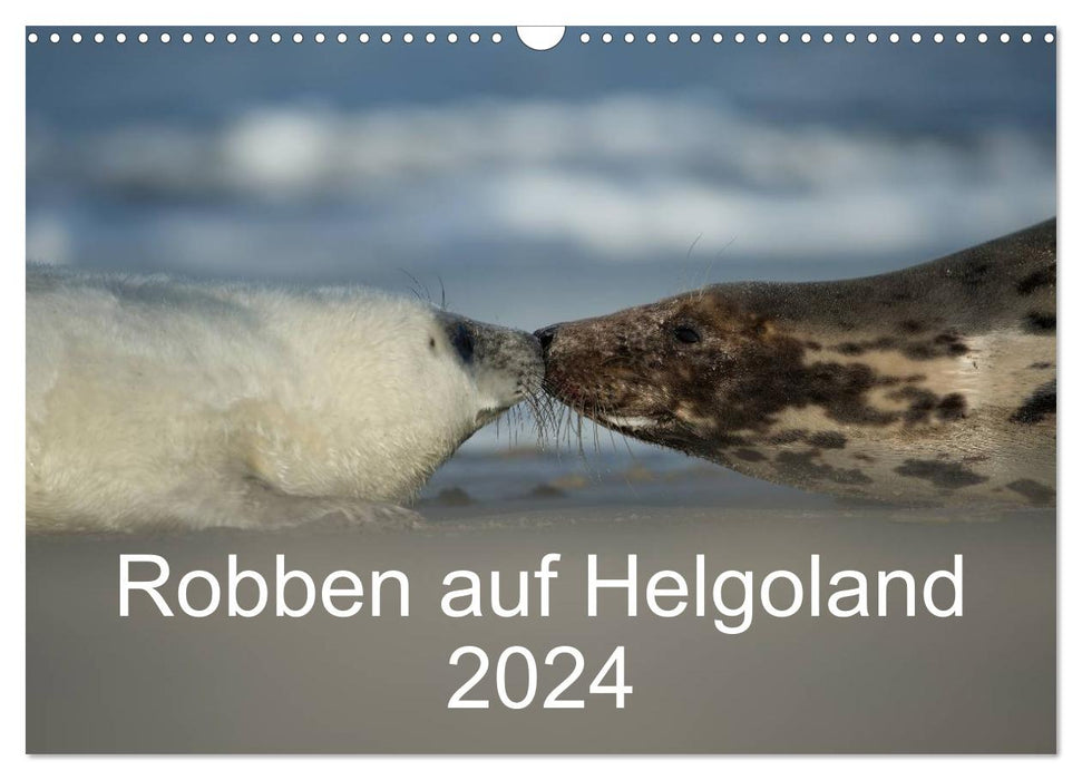 Seals on Heligoland 2024 (CALVENDO wall calendar 2024) 