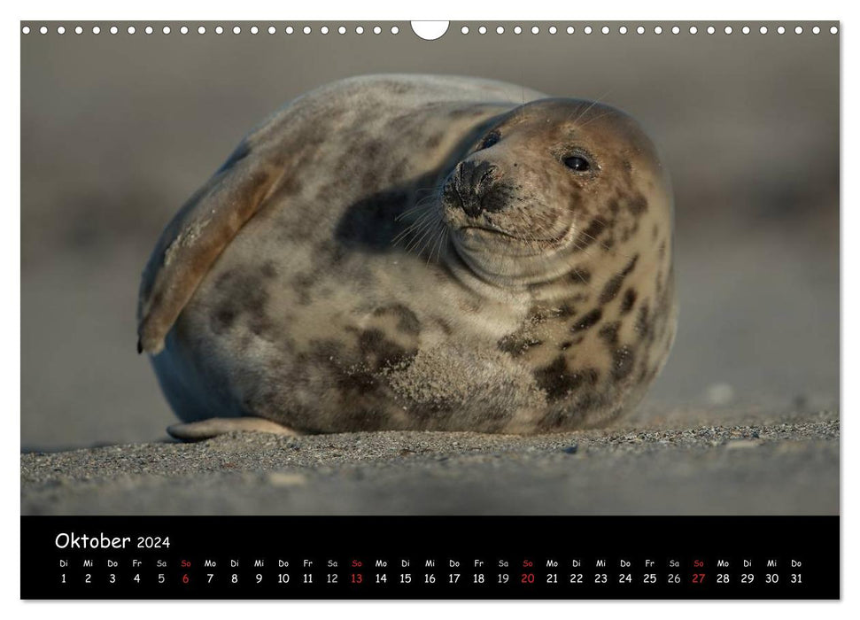 Seals on Heligoland 2024 (CALVENDO wall calendar 2024) 