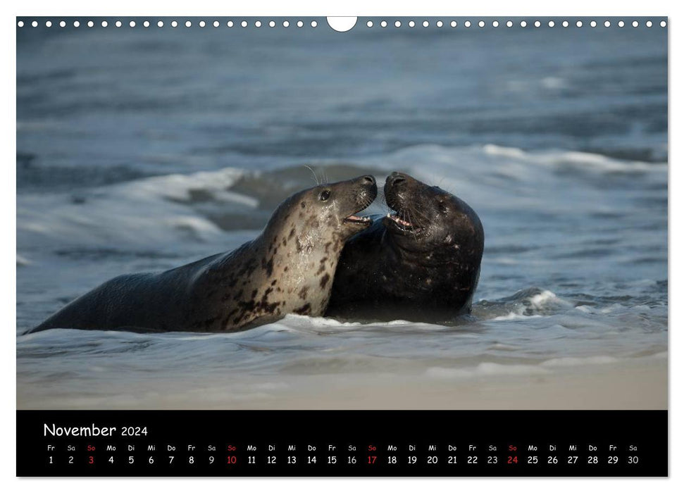 Seals on Heligoland 2024 (CALVENDO wall calendar 2024) 