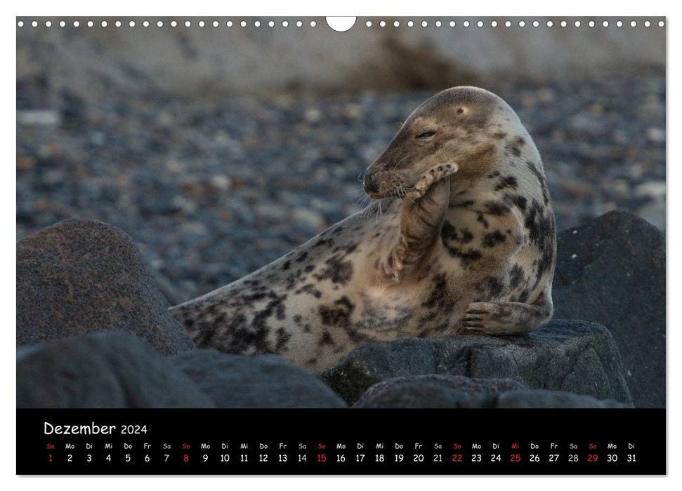 Seals on Heligoland 2024 (CALVENDO wall calendar 2024) 