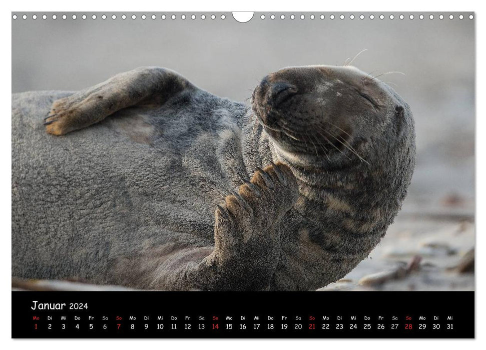 Seals on Heligoland 2024 (CALVENDO wall calendar 2024) 