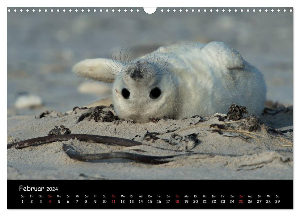 Seals on Heligoland 2024 (CALVENDO wall calendar 2024) 
