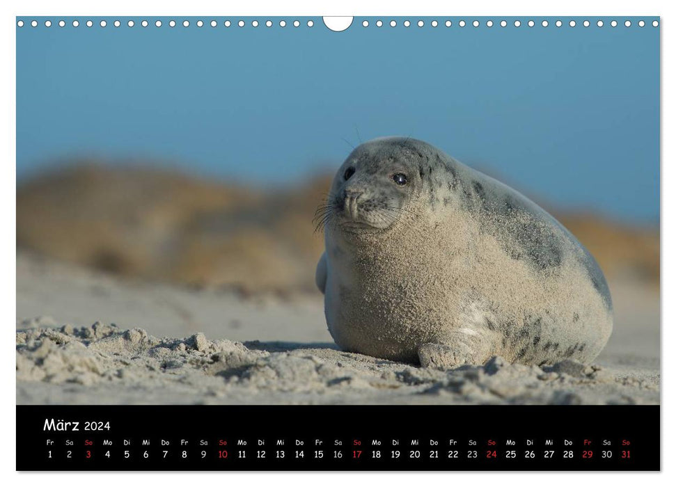 Seals on Heligoland 2024 (CALVENDO wall calendar 2024) 