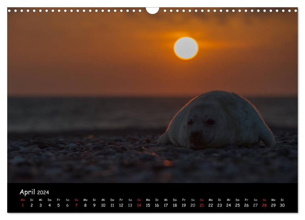 Seals on Heligoland 2024 (CALVENDO wall calendar 2024) 