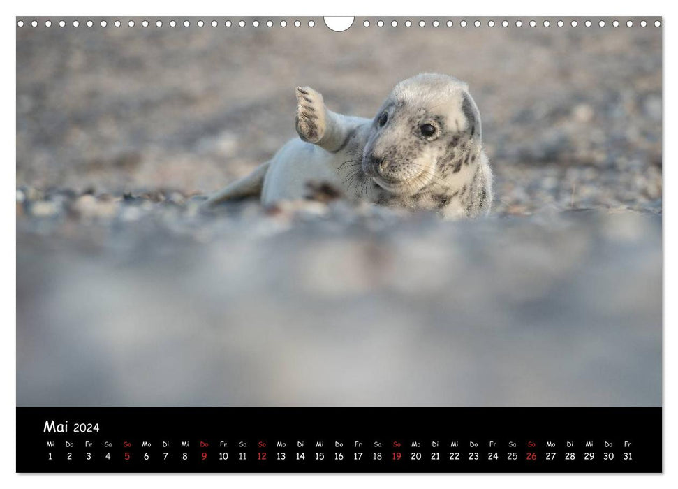 Seals on Heligoland 2024 (CALVENDO wall calendar 2024) 