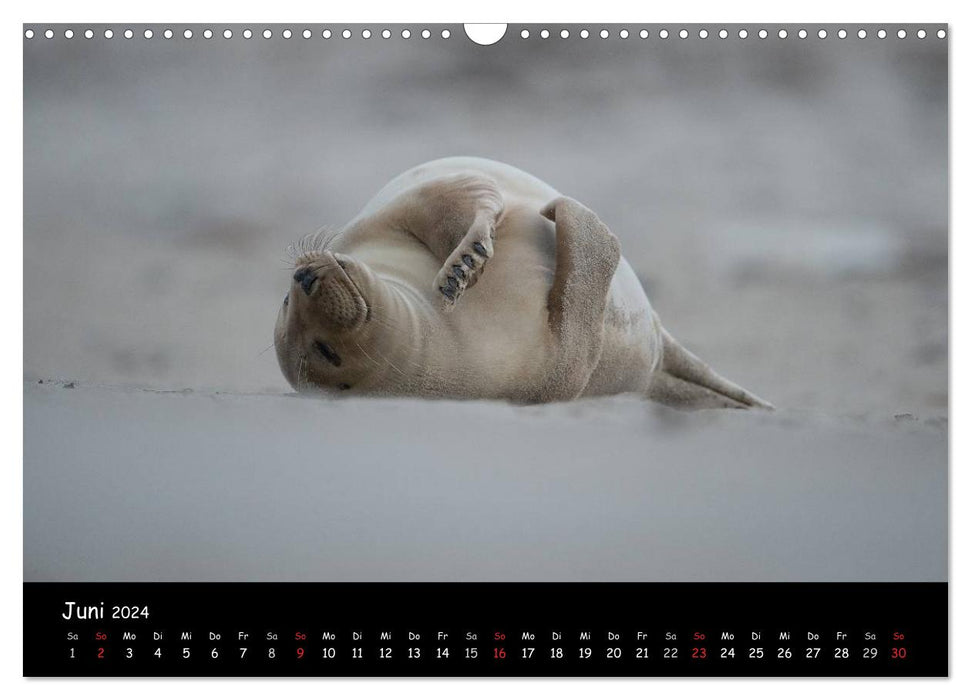 Seals on Heligoland 2024 (CALVENDO wall calendar 2024) 