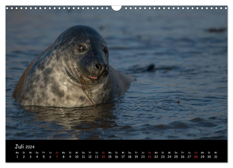 Seals on Heligoland 2024 (CALVENDO wall calendar 2024) 