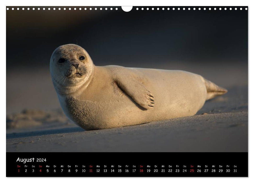 Seals on Heligoland 2024 (CALVENDO wall calendar 2024) 