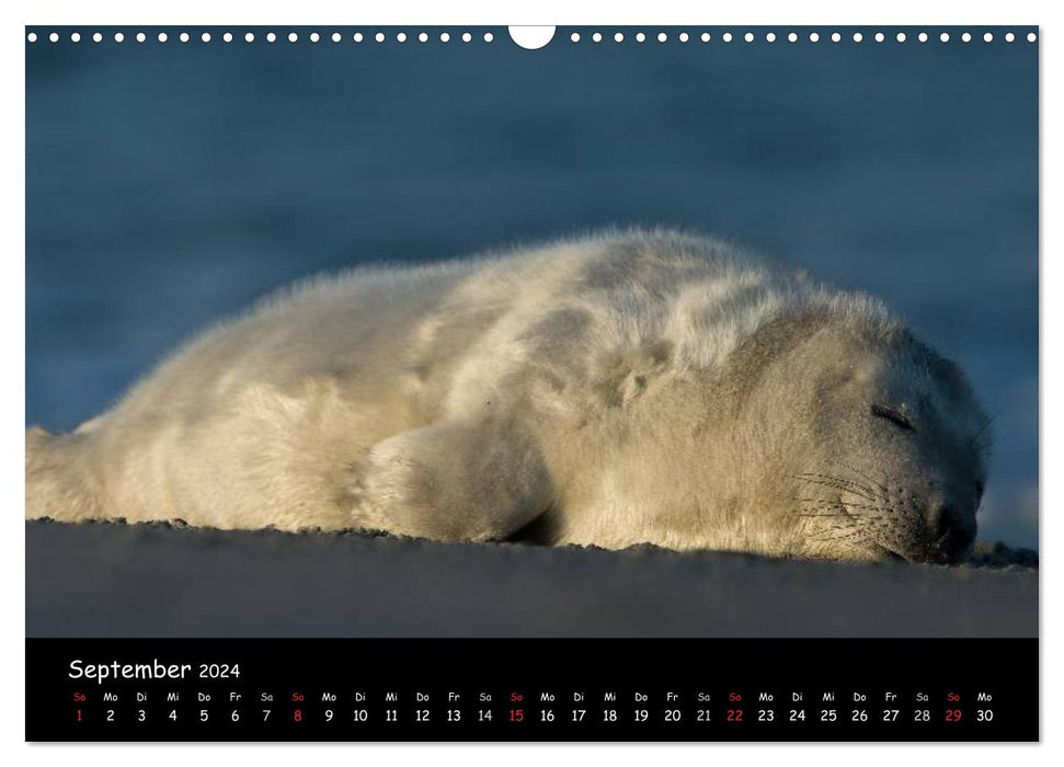 Seals on Heligoland 2024 (CALVENDO wall calendar 2024) 