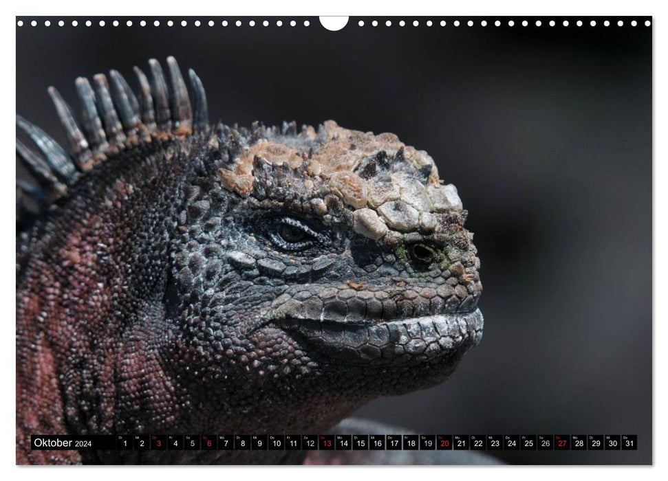 Galapagos Archipelago - Fascination with Wildlife (CALVENDO Wall Calendar 2024) 