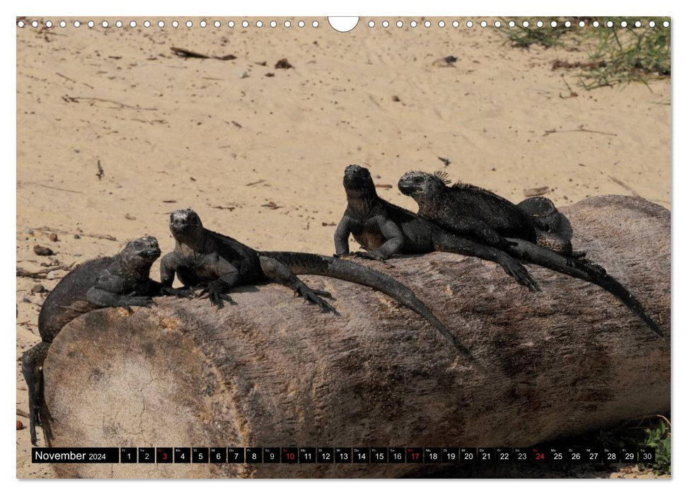 Galapagos Archipelago - Fascination with Wildlife (CALVENDO Wall Calendar 2024) 