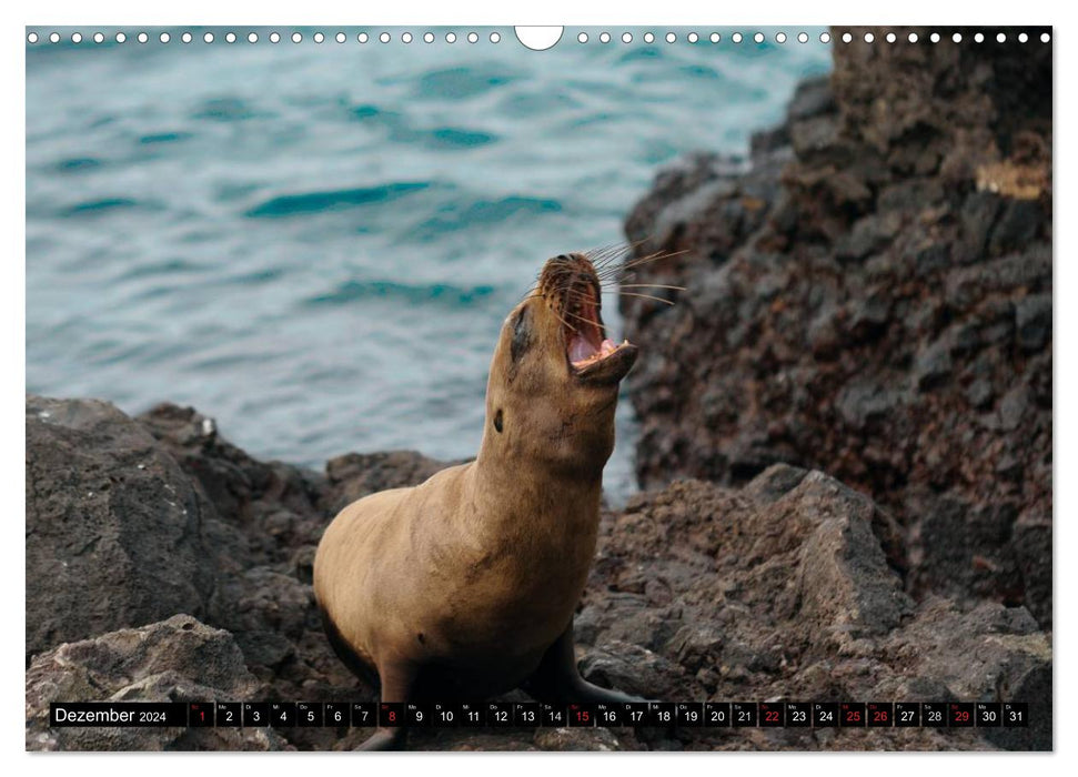 Galapagos Archipelago - Fascination with Wildlife (CALVENDO Wall Calendar 2024) 